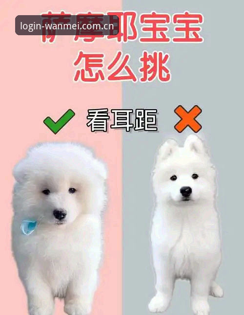 新手必看：完美体育体育动态安卓版最新体验报告，2025版本升级亮点全解析